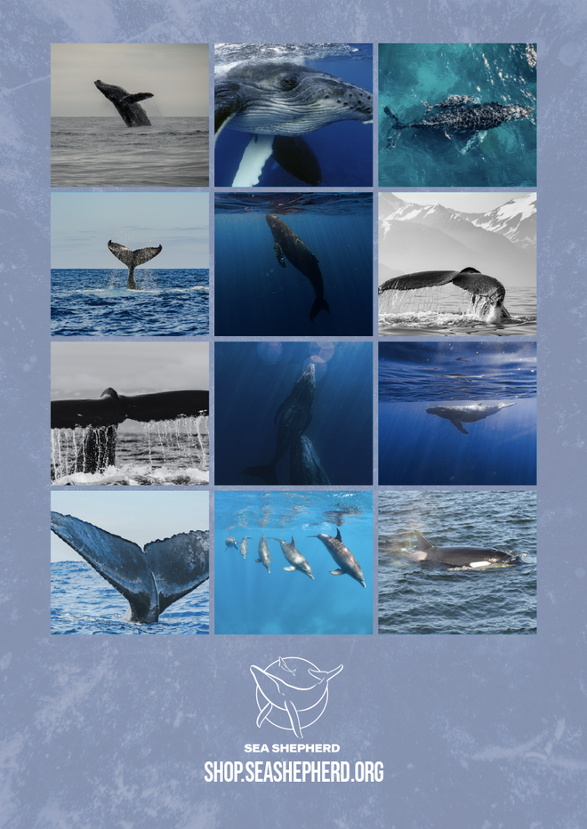 Official Sea Shepherd - Whale Calendar 2027 - Pre-Order USA