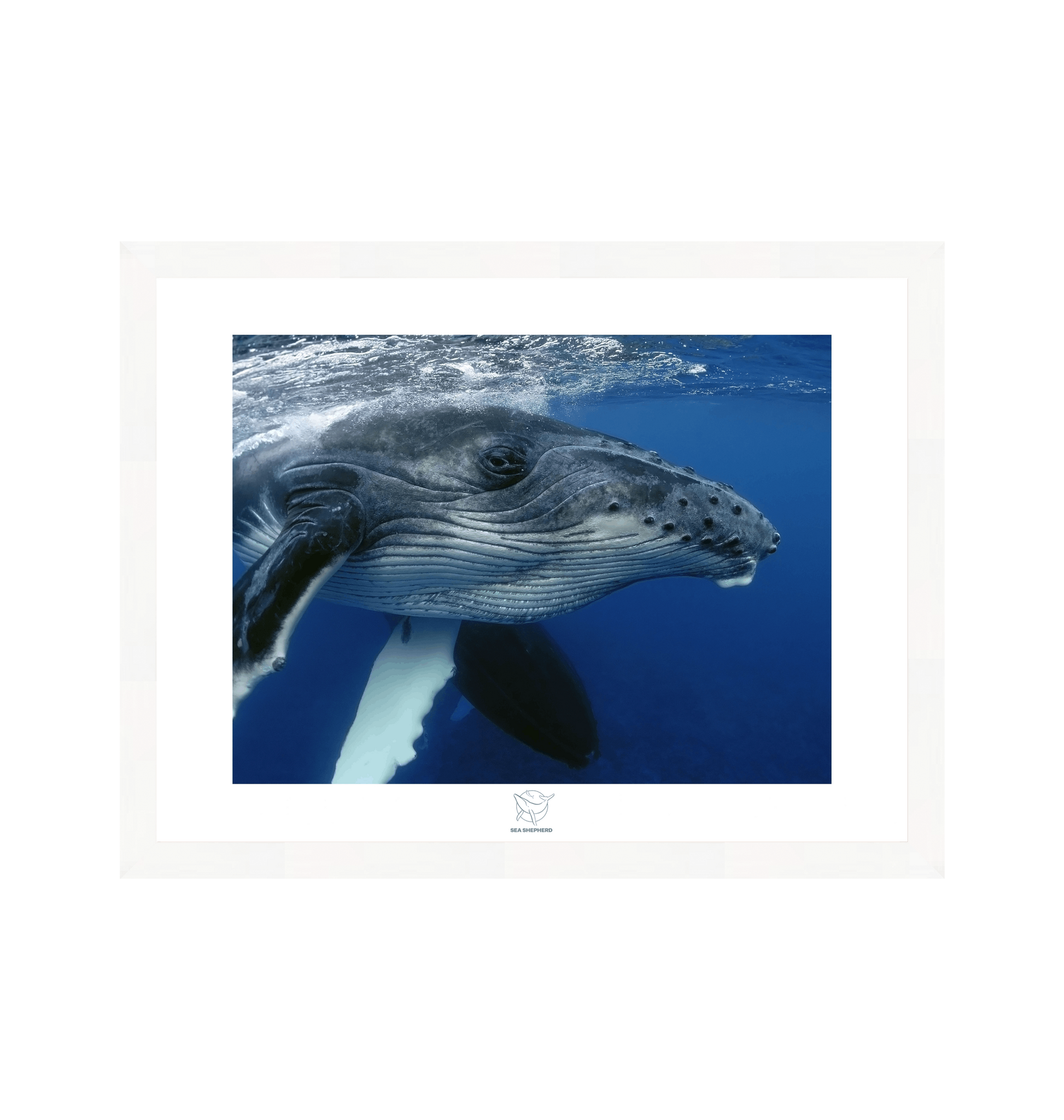 White Frame Fine art print Front