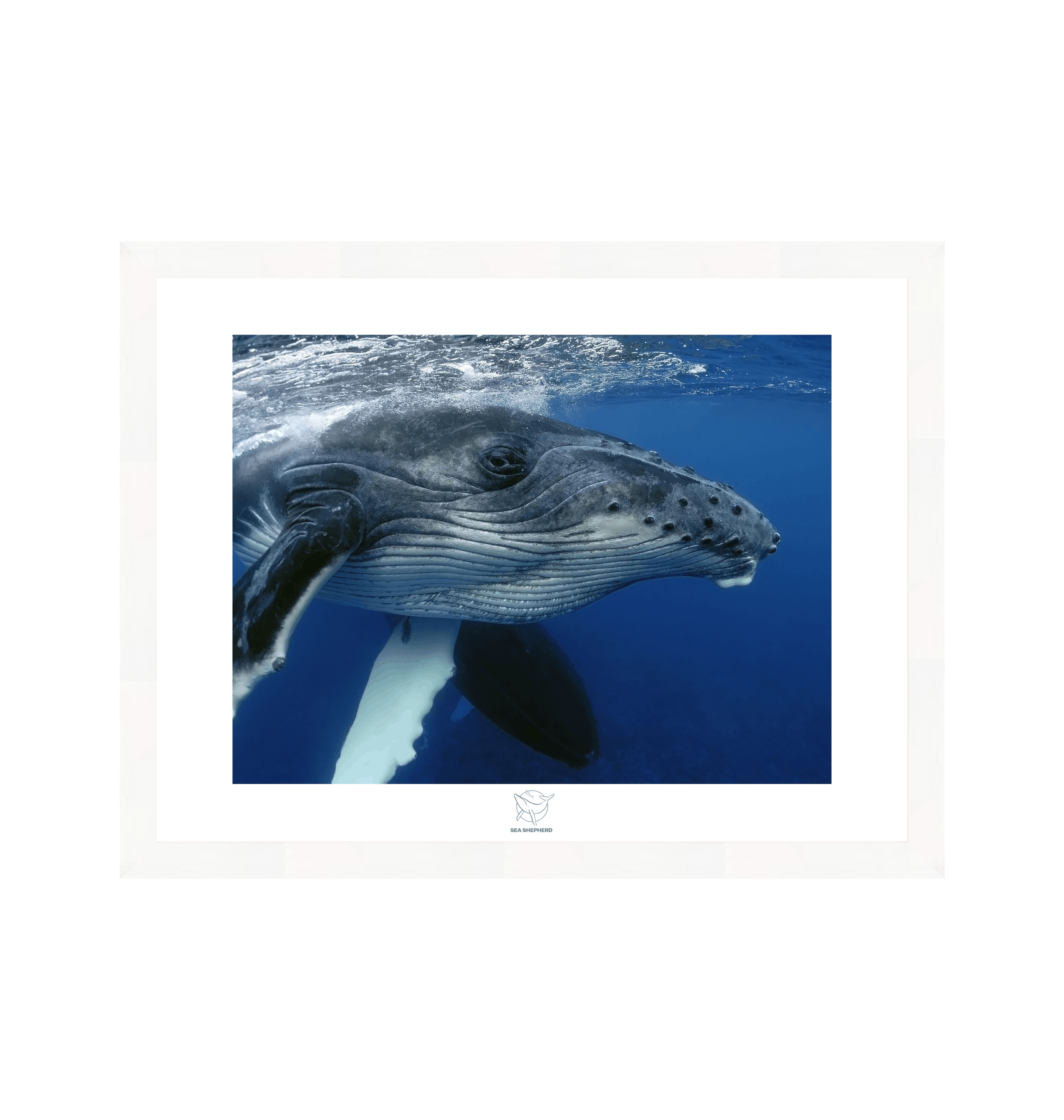 White Frame Fine art print Front