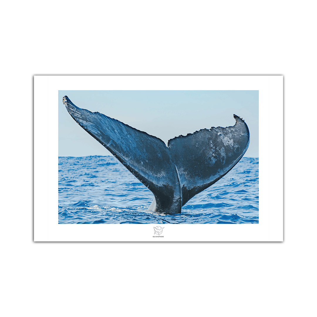 Sea Shepherd Whale Calendar 2026 Preorder